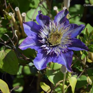 Clematis MULTIBLUE