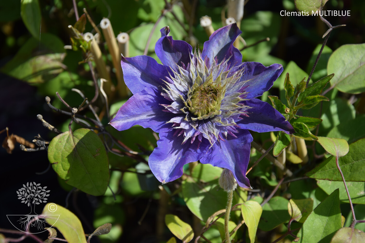 Clematis MULTIBLUE