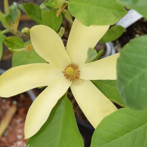 Magnolia Daphne