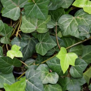 Hedera hibernica