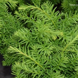 Taxus cuspidata Nana