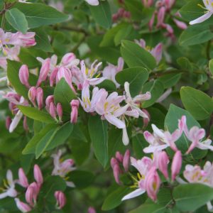 Lonicera x bella SAKURA