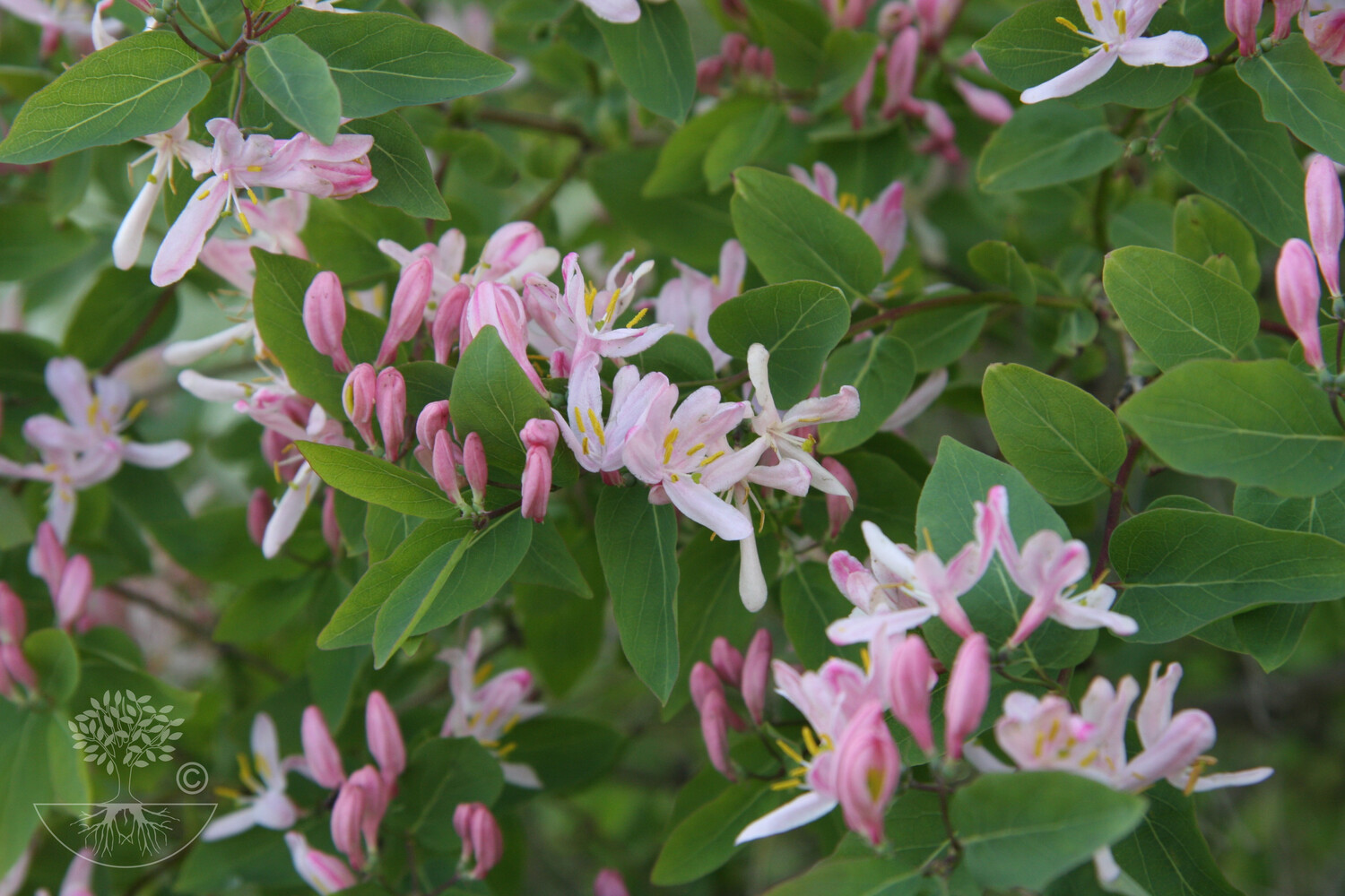 Lonicera x bella SAKURA