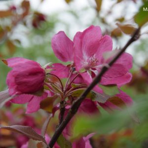Malus KIRJAILIJA 150-200