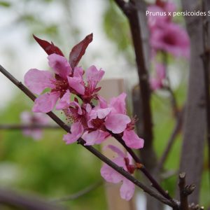 Prunus x persicoides SPRING GLOW