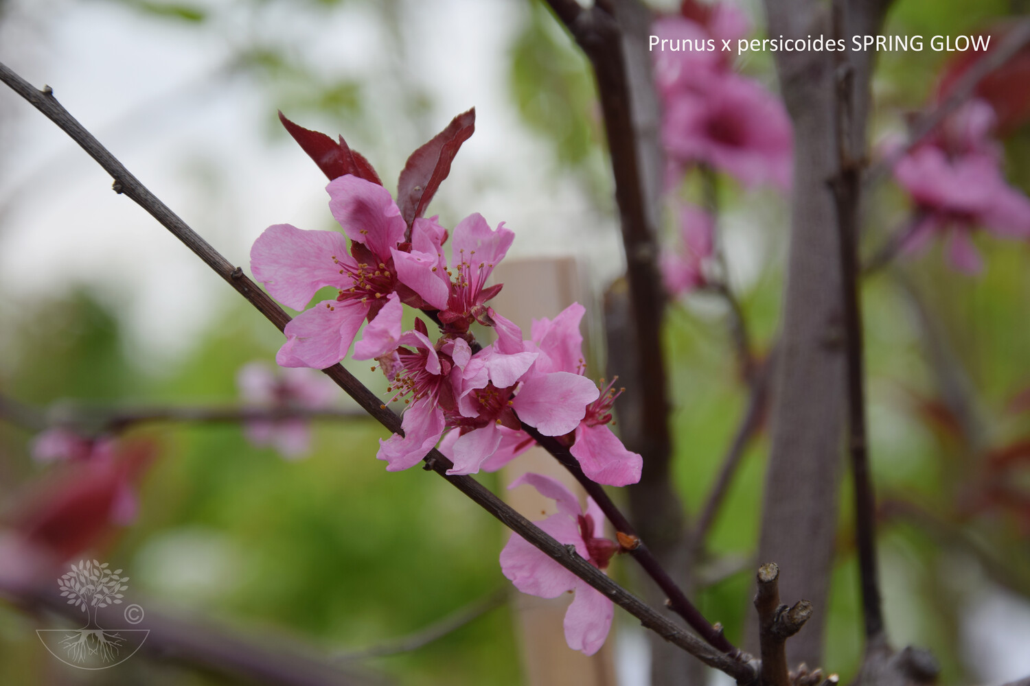 Prunus x persicoides SPRING GLOW