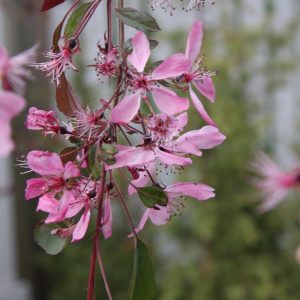 Malus Royal beauty