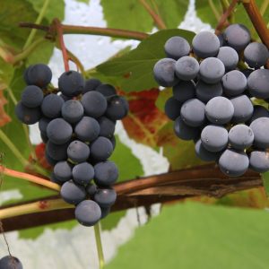 Vitis BALTIKA