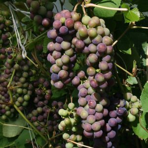 Vitis RONDO