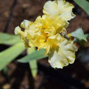 Iris ger. OLA KALA