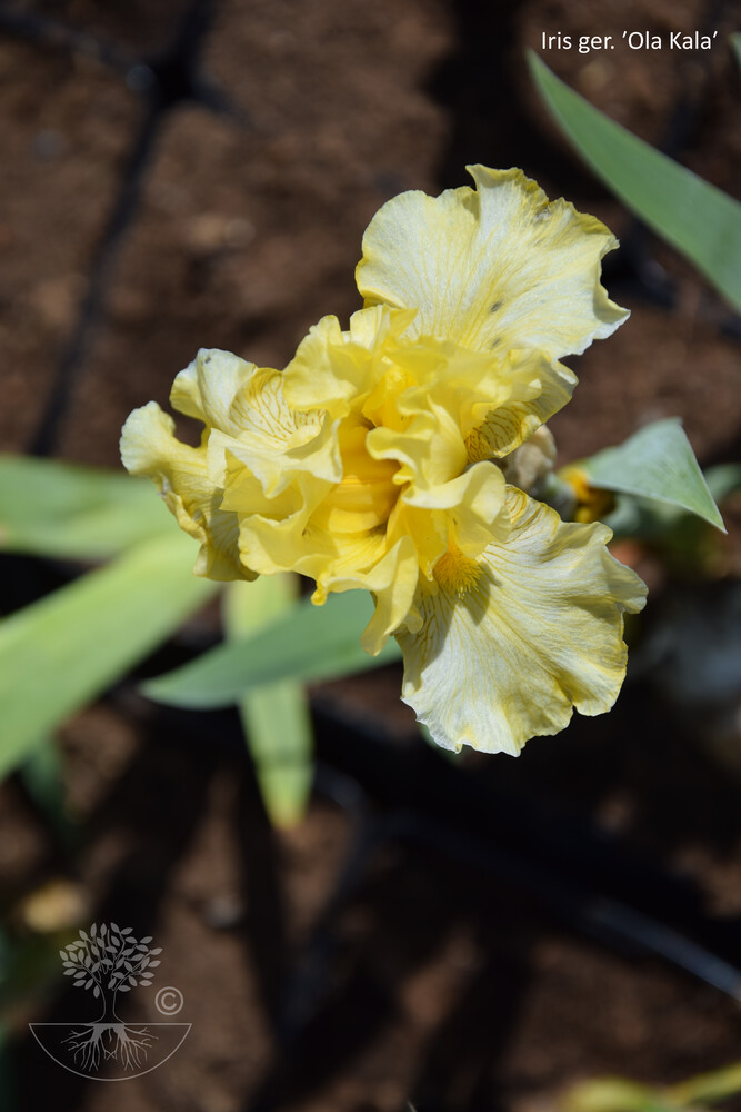 Iris ger. OLA KALA