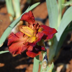 Iris ger. SULTANS PALACE