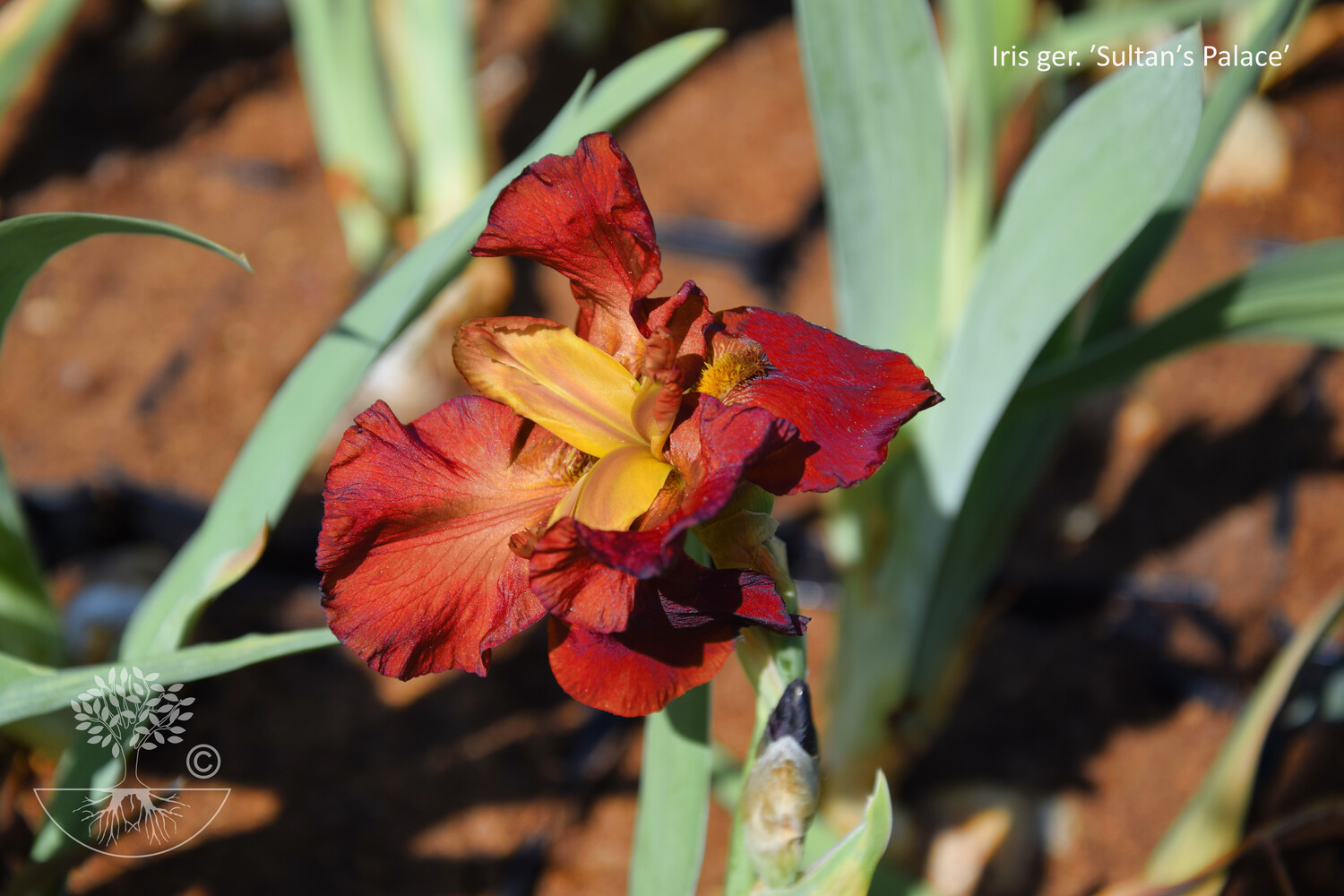 Iris ger. SULTANS PALACE