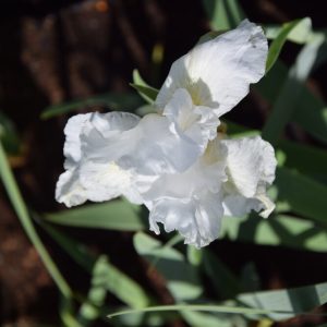 Iris ger. WHITE KNIGHT