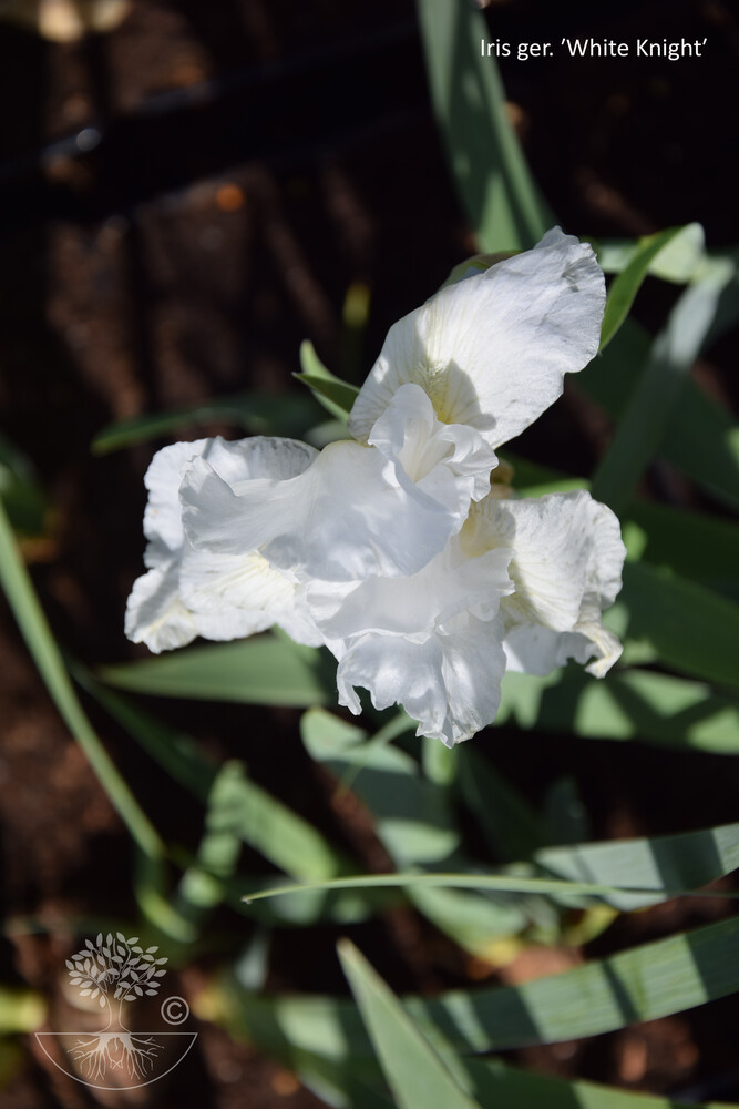 Iris ger. WHITE KNIGHT