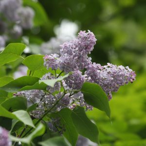 Syringa vulgaris rung.