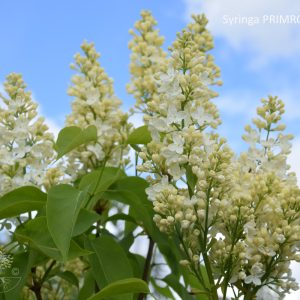 Syringa PRIMROSE