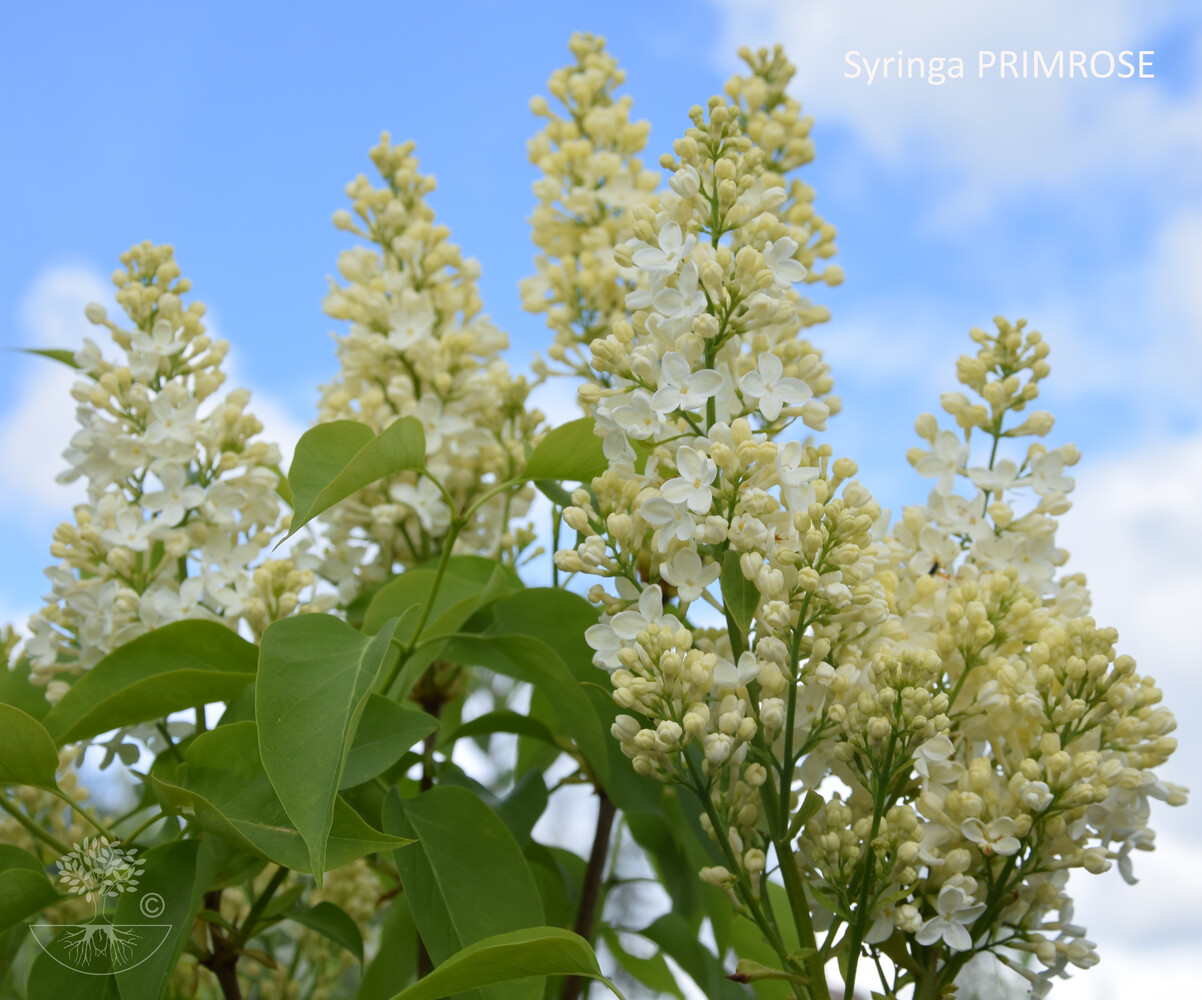 Syringa PRIMROSE
