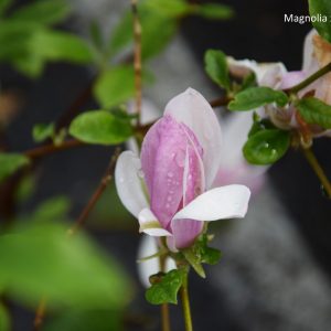 Magnolia x soulangeana