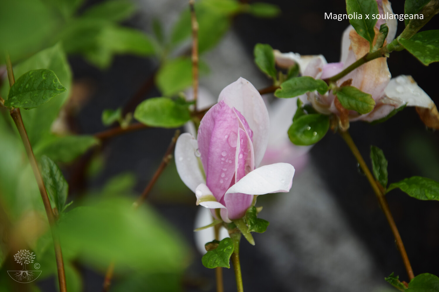 Magnolia x soulangeana