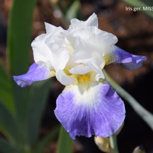 Iris ger. MISSION RIDGE