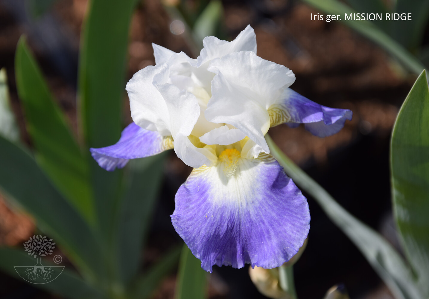 Iris ger. MISSION RIDGE