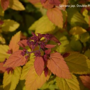 Spiraea jap. DOUBLE PLAY BIG BANG