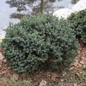 Picea glauca ECHINIFORMIS