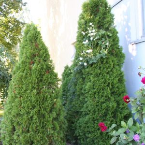 Thuja occidentalis Smaragd