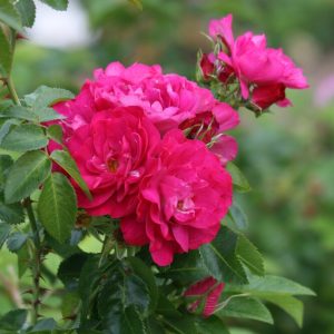 Rosa HENRY KELSEY