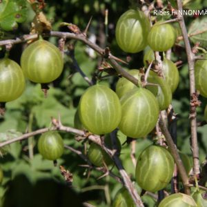 Ribes HINNONMÄEN KELTAINEN