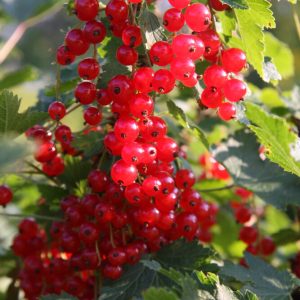 Ribes JONKHEER VAN TETS