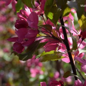 Malus WABISCAW