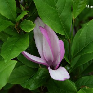 Magnolia Liliiflora-Ryhmä SUSAN