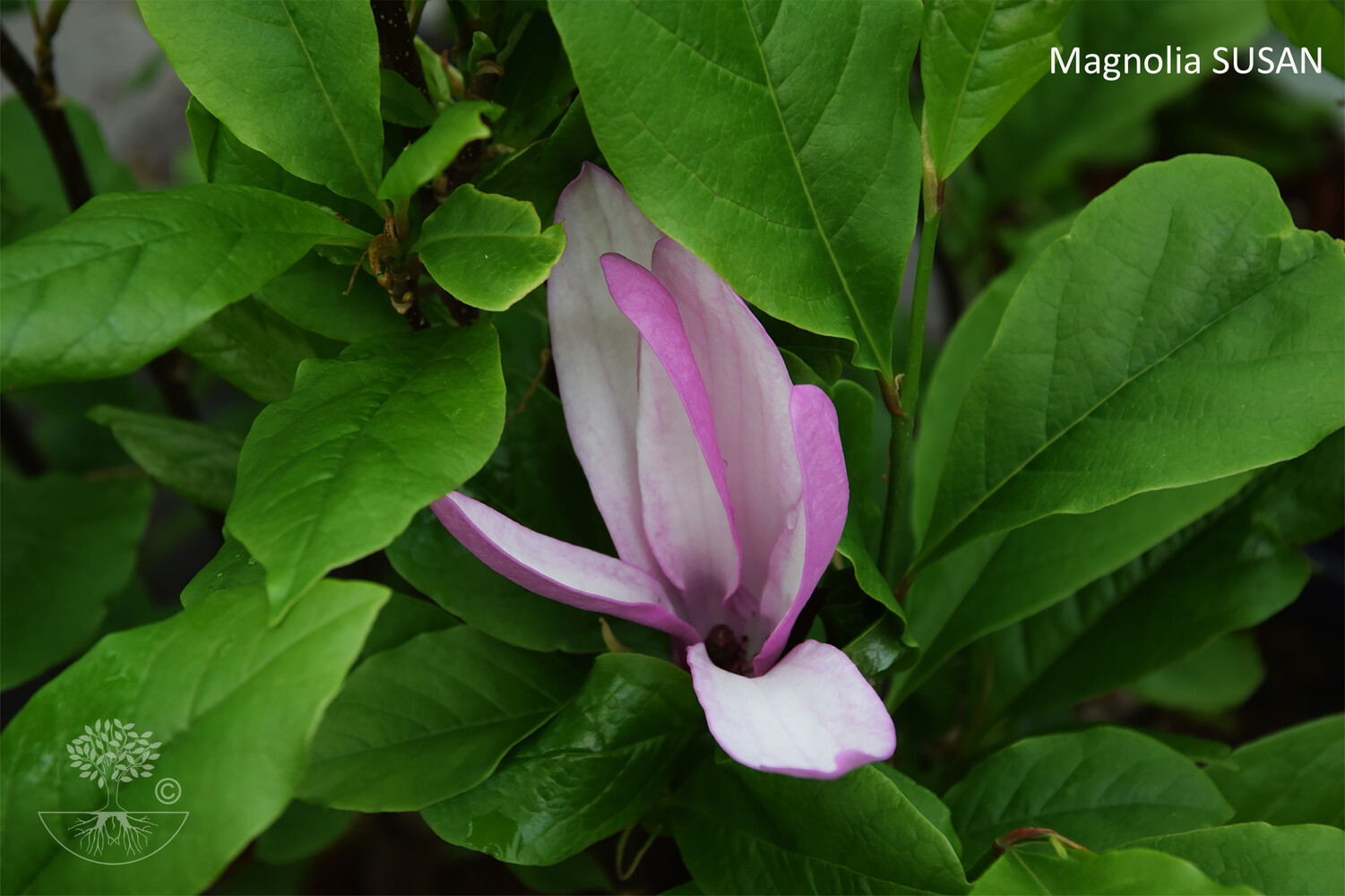 Magnolia Liliiflora-Ryhmä SUSAN