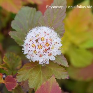 Physocarpus opulifolius AMBER JUBILEE