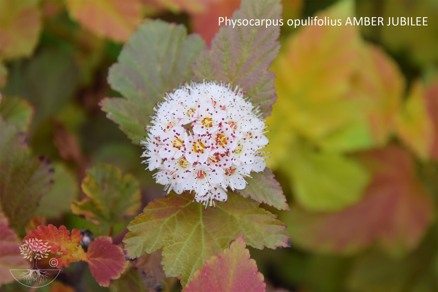 Physocarpus opulifolius AMBER JUBILEE