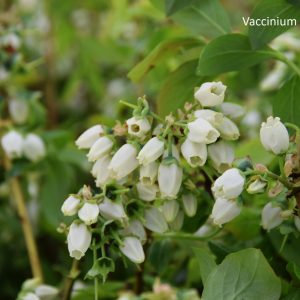Vaccinium CHANDLER