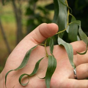 Salix URAL
