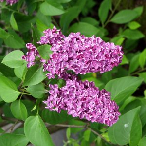 Syringa ANDEKEN AN LUDWIG SPÄTH