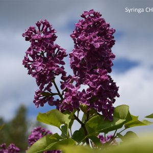 Syringa CHARLES JOLY