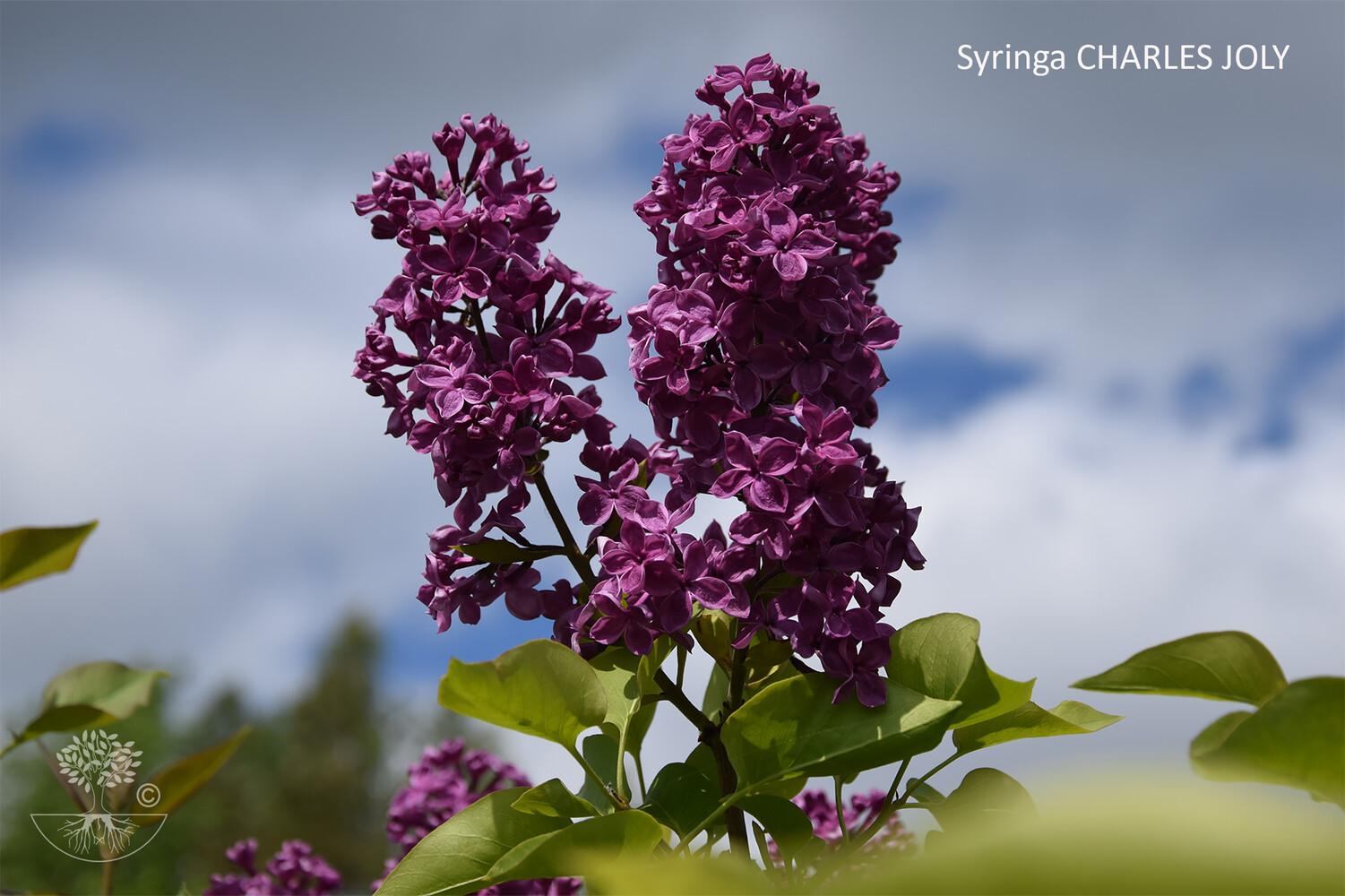 Syringa CHARLES JOLY
