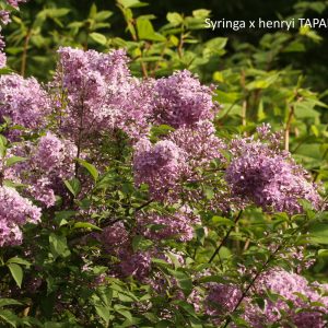 Syringa x henryi TAPANINSYREENI