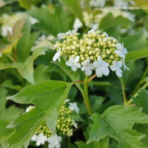 Viburnum opulus COMPACTUM