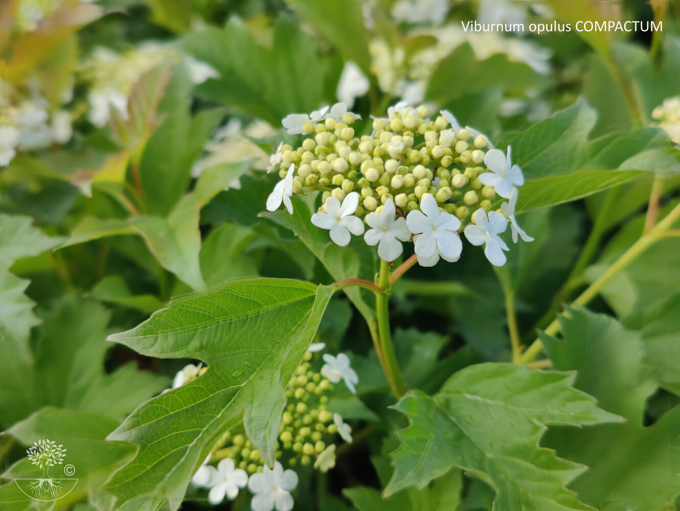 Viburnum opulus COMPACTUM