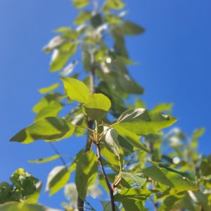 Populus balsamifera
