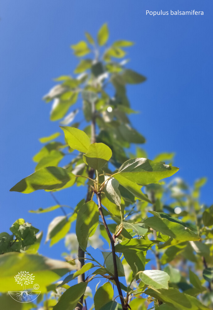 Populus balsamifera