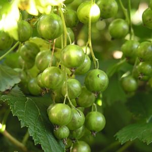 Ribes nigrum VILMA