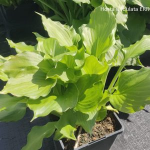 Hosta undulata ERROMENA