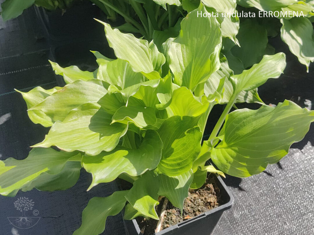 Hosta undulata ERROMENA